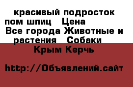 красивый подросток пом шпиц › Цена ­ 30 000 - Все города Животные и растения » Собаки   . Крым,Керчь